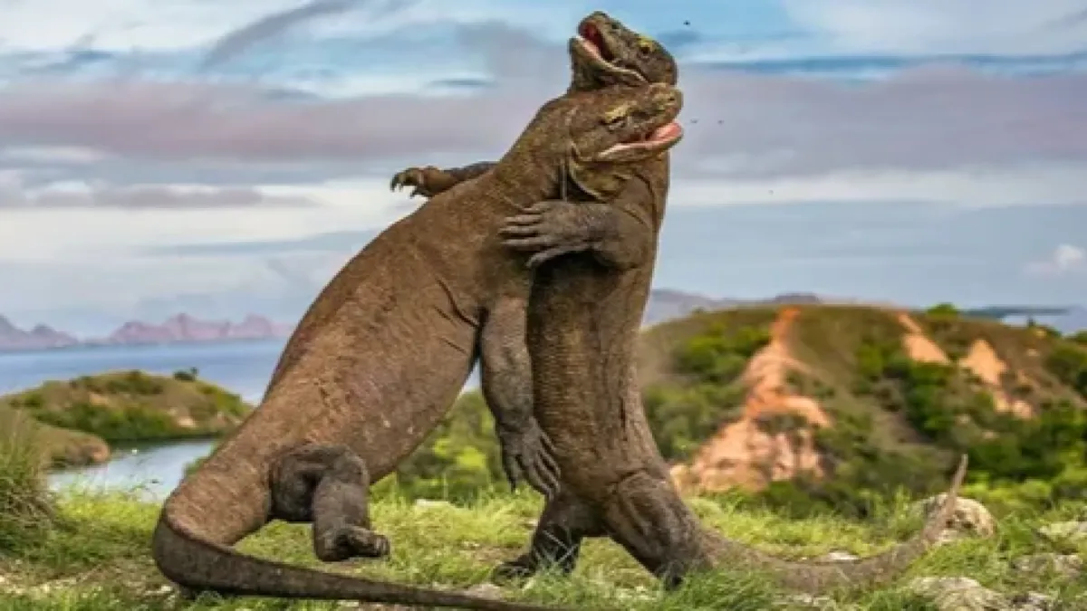 Komodo Island Expedition - 4D3N